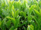 Sencha Nagashima thé vert bio - Nagashima Sencha organic green tea